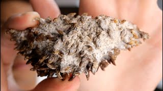 毒のナマコを1ヶ月放置して食べる。遂に奇跡が‼︎