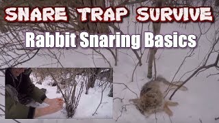 Rabbit Snaring - Basic Introduction