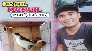 CARA BERTERNAK DAN MERAWAT EMPRIT JEPANG ITU MUDAH