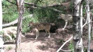 Pups Pack Wagging Tails