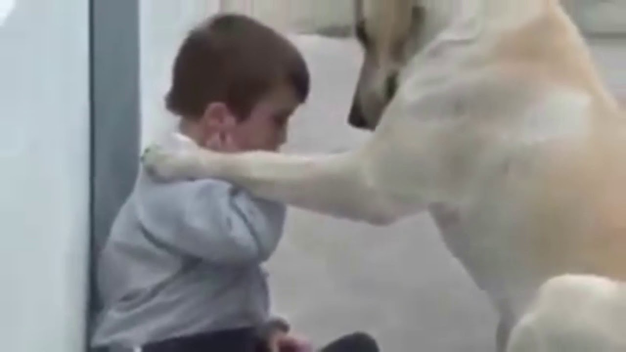 Disabled boy and his dog! YouTube