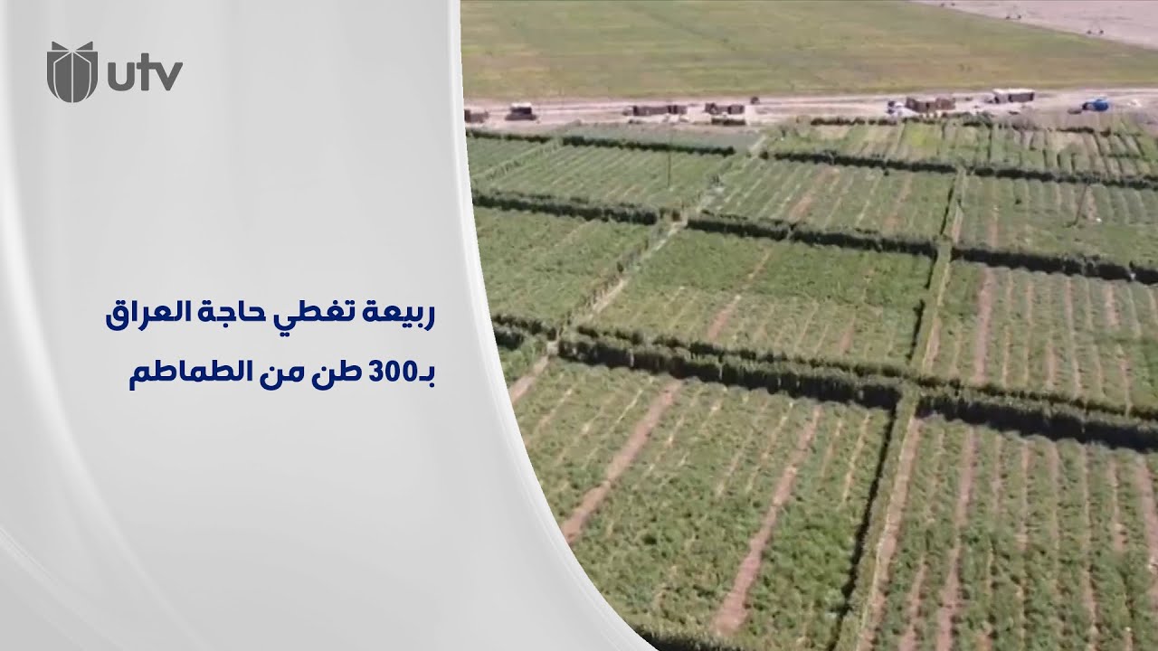 ربيعة تغطي حاجة العراق بـ300 طن من الطماطم.. والزراعة تحث كبار السوق على الأسعار المتوازنة.
