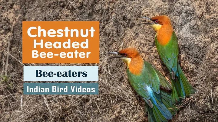 The Chestnut Headed Bee Eater (Merops leschenaulti) - Indian Bird Videos - DayDayNews