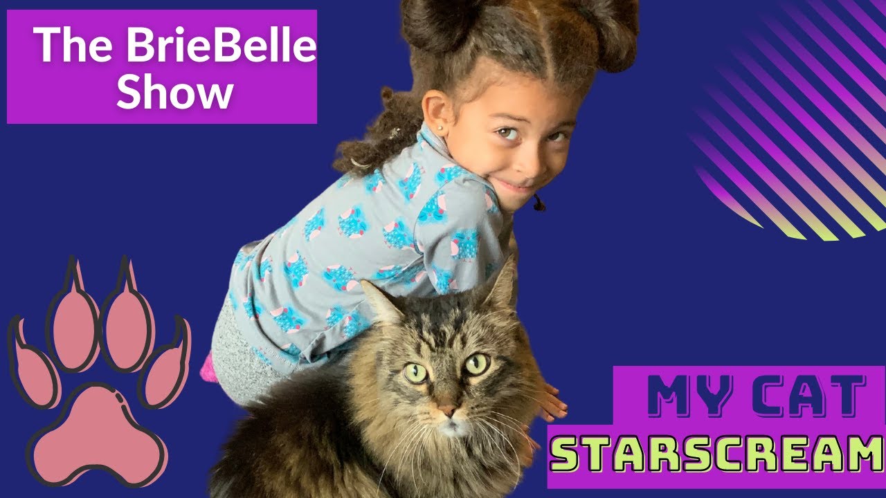 BrieBelle presents My Cat StarScream YouTube