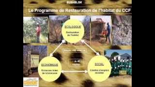 Sauvons Le Guépard - Cheetah - Les Actions Du Ccf En Namibie