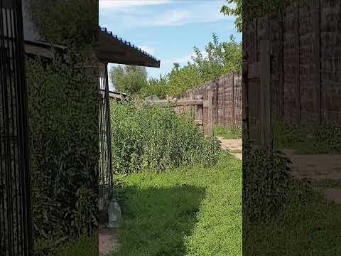 Явление Фёдора. Рыжуля, Каштанчик и Федя - три из трёх тысяч собак приюта Сириус в Киевской области.