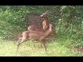Faons : les 2 familles - Sanglier - Renard - Blaireau