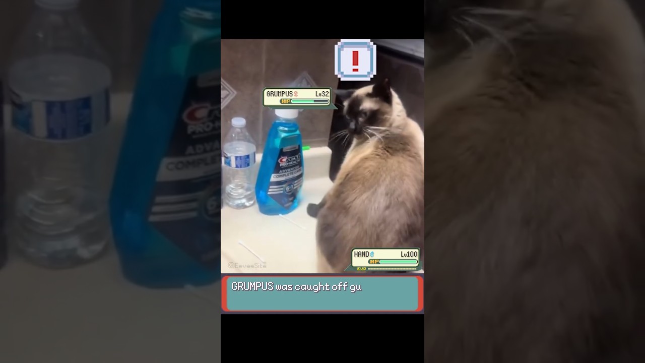Pokemon Cat gets attacks Trainer - EeveeSite 