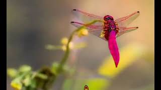 Glory To My Lord Jesus...