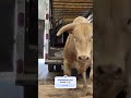 Desembarque dos bois bruto pro rodeio 😳😱 #pecuarista #agro #fazenda #cavalo #shortsviral