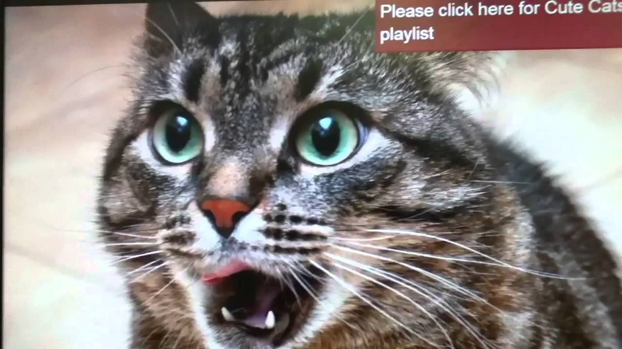 Cat Meowing Sound Effect Download YouTube