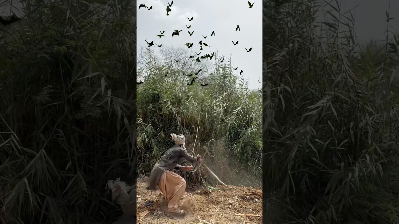 Cuckoo Nests Eggs Hunting 🐦‍⬛🪺 