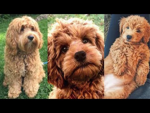 Video: Cockapoos: The Cutest Dog maailmassa!