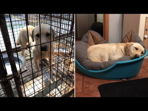 Sandie's Story of Hope After Dog Meat Farm