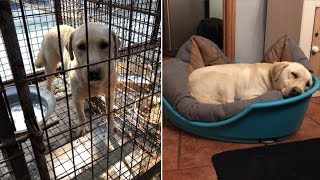 Sandies Story Of Hope After Dog Meat Farm