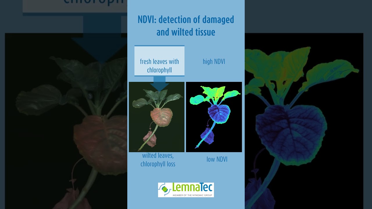 Multispectral 🟦🟩🟨🟧🟥 Phenotyping: NDVI as indicator of wilting 