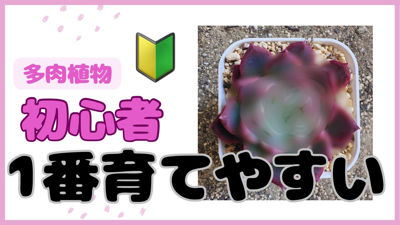 多肉植物初心者　1番育てやすいと思う多肉　最近狩っ多肉