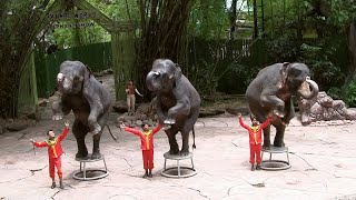 Elephant Dance Show At The Safari World Zoo | Wildlife | Elephant | Zoo | Zoo Animals