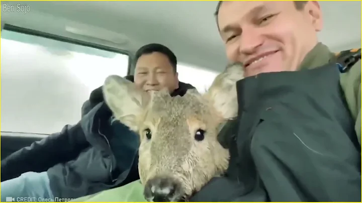 25 Animals That Asked People for Help & Kindness | Best Moments Of 2022