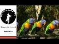 Magnetic Island - best Australian Wildlife HD