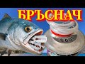 Bluefish Teeth All You Need to Know! Get In!