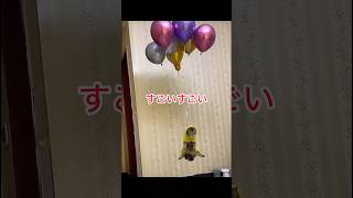 SNSで大バズり!!!動物たちの面白すぎるパプニング8選!!! #柴犬 #アニマル発見隊 #いぬ #可愛い #面白集 #動物おもしろ動画 #癒し #犬のいる生活 #おもしろ