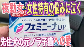 夜勤女、女性特有の悩みに泣く/先住犬の元ノラ子猫への愛