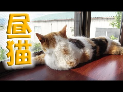 三毛猫まりものみだらなお昼寝！