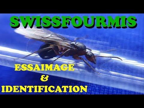 Fourmis - ESSAIMAGE & IDENTIFICATION