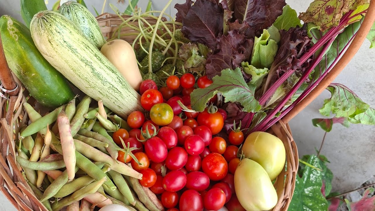 Minha hortinha 🍅🥬🥦🥕