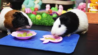Are grapes Good For Guinea Pigs | Cute and funny Guinea Pig Food by The Pet House 671 views 3 years ago 3 minutes, 59 seconds