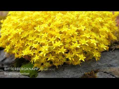 Video: Skogsurter Med Gule Blomster