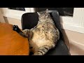Funniest Animals 2024 😂 Best Dogs and Cats Videos of The Month 🐶😻