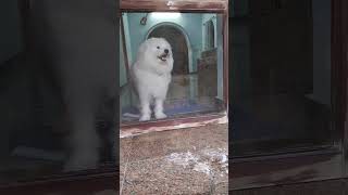 Vadivelu Maruthamalai Comedy