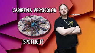Caribena Versicolor Spotlight, General care and tank size