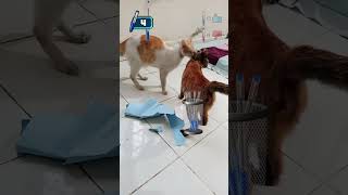cari gara-gara😽🤏#fyp#viral #viralvideo #viralshorts#fun#funny #funnyvideo#funnyshorts#fypシ#fypシ゚#cat cari gara-gara😽🤏#fyp#viral #viralvideo #viralshorts#fun#funny #funnyvideo#funnyshorts#fypシ#fypシ゚#cat