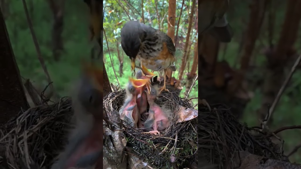 Review bird in nests #birds #birdmaster #birdhomes #birdingparadise #birdhouses #nature #Ep.1029