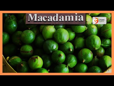 Kenya's Gold Feature | Macadamia farming in Kenya |