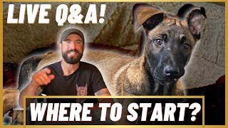 Where To Start Training Your Puppy! +LIVE Q&A!