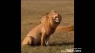 Download Lagu macan ketawa wkwjwkwkwkwkwkkwkwkwkwkwkwkwk MP3