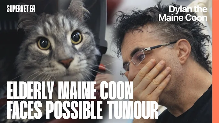 Video 10842841: gorgeous maine coon cat, legged cat, cat old