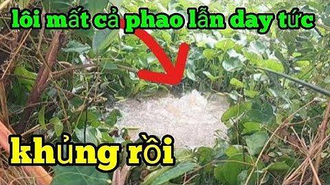 CÂU CÁ RÔ ĐỒNG,lần đầu chạm trán cặp cá tra khủng chân rung lắc | great fishing HQBL #123