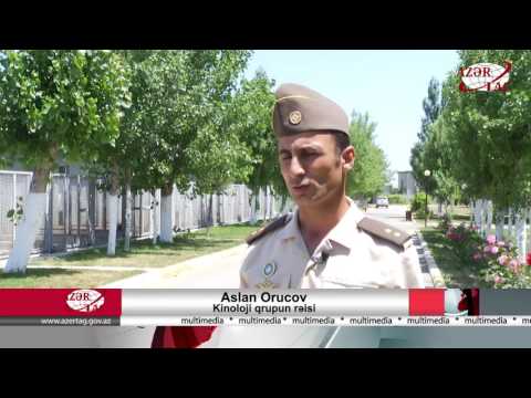 Video: Bədən Qoxusunu Itlərdən Necə Təmizləmək Olar