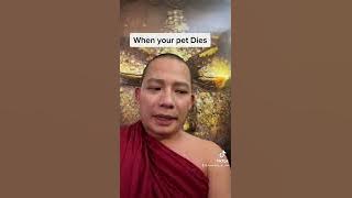 When your pet dies #buddhism #shorts #meditation #dog #cat