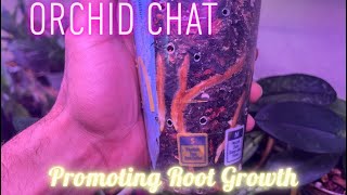 Orchid Chat - Promoting Root Growth