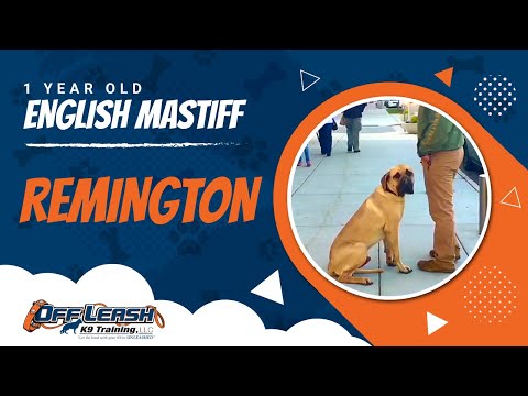120lb-english-mastiff,-remington!-english-mastiff-off-leash-dog-training-|-off-leash-k9