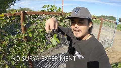Panen Anggur mini di semak semak jepang ,,,Buahnya lebat