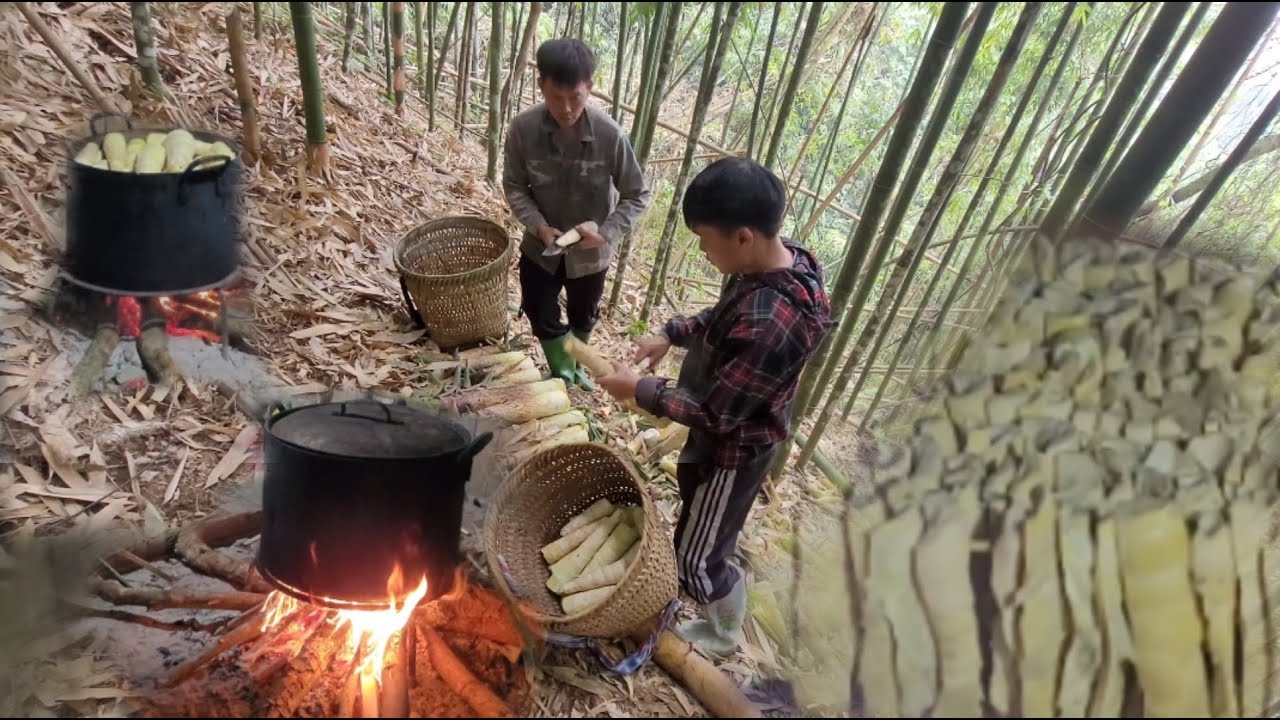 Father and son went to the forest to dig bitter bamboo shoots to dry ...
