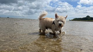 In deep water #dogs #dogsofinstagram #dog #dogstagram #puppy #doglover #dogoftheday by Sterling Happy Hikes  118 views 8 days ago 4 minutes, 12 seconds