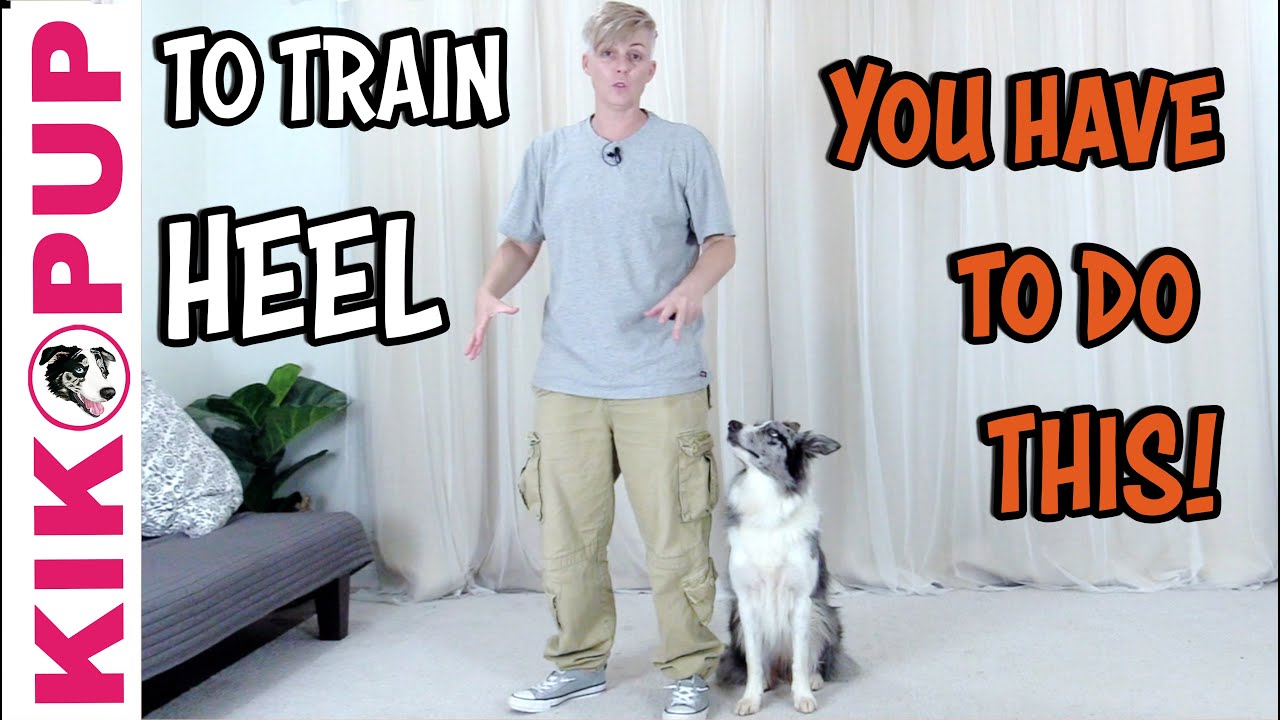 Loose Leash Training - Training a Dog to Walk to Heel | monwestie.fr